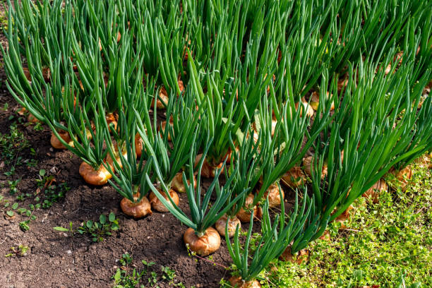 Onion Cultivation Drops Sharply in Rayalaseema With Poor Rainfall