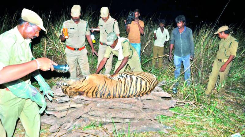 Tiger Found Dead In Atmakur Forest Range