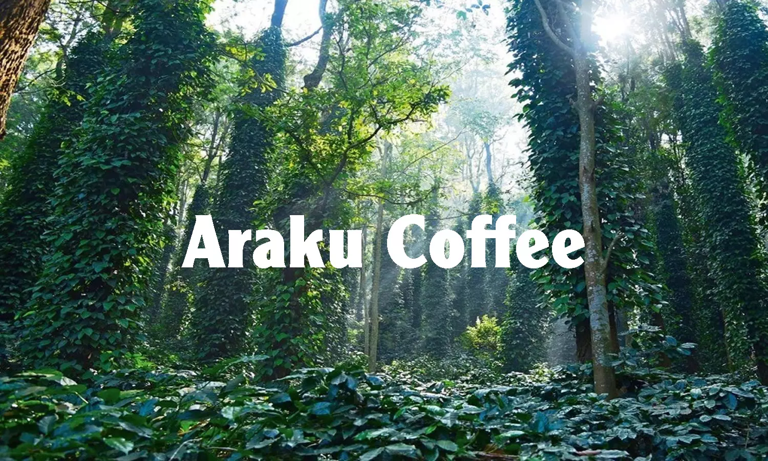 Coffee Board Golden Jubilee Meet Charts Future Of Araku Coffee Coffee Board Golden Jubilee Meet Charts Future Of Araku Coffee