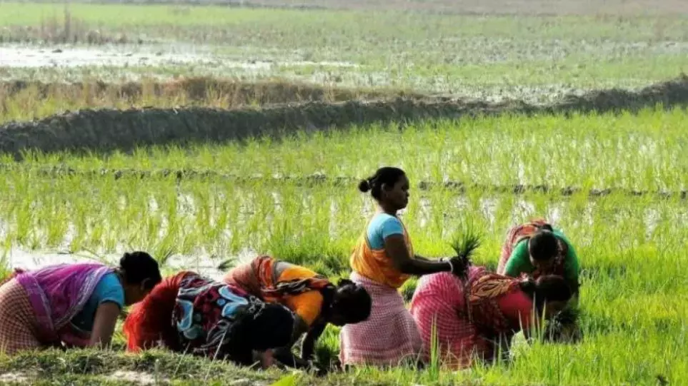 Continuous Drizzle Revives Farm Activity in Telangana; Sowing Completed in 82 Lakh Acres, Crosses Last Years Record Continuous Drizzle Revives Farm Activity in Telangana; Sowing Completed in 82 Lakh Acres, Crosses Last Years Record