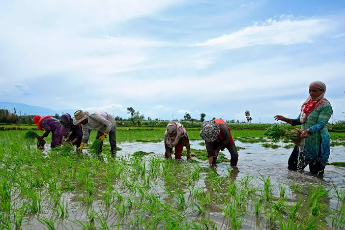 Rain Brings Relief To Farmers In Karimnagar