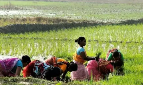 Continuous Drizzle Revives Farm Activity in Telangana; Sowing Completed in 82 Lakh Acres, Crosses Last Years Record Continuous Drizzle Revives Farm Activity in Telangana; Sowing Completed in 82 Lakh Acres, Crosses Last Years Record