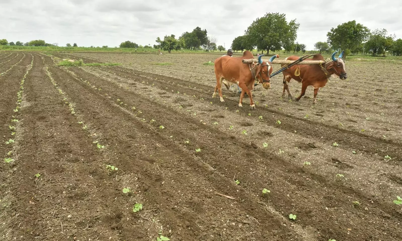 Demand for Bullocks Rises To Raise Alternative Crops Due to El Niño Demand for Bullocks Rises To Raise Alternative Crops Due to El Niño