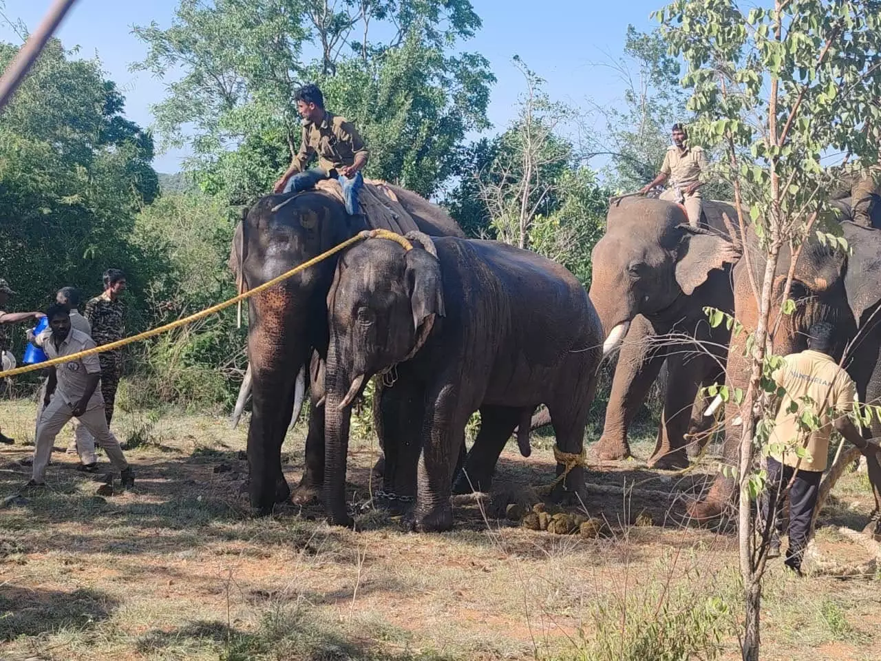 Tusker Keshava’s Chance to Turn From Rogue to Kumki Tusker Keshava’s Chance to Turn From Rogue to Kumki