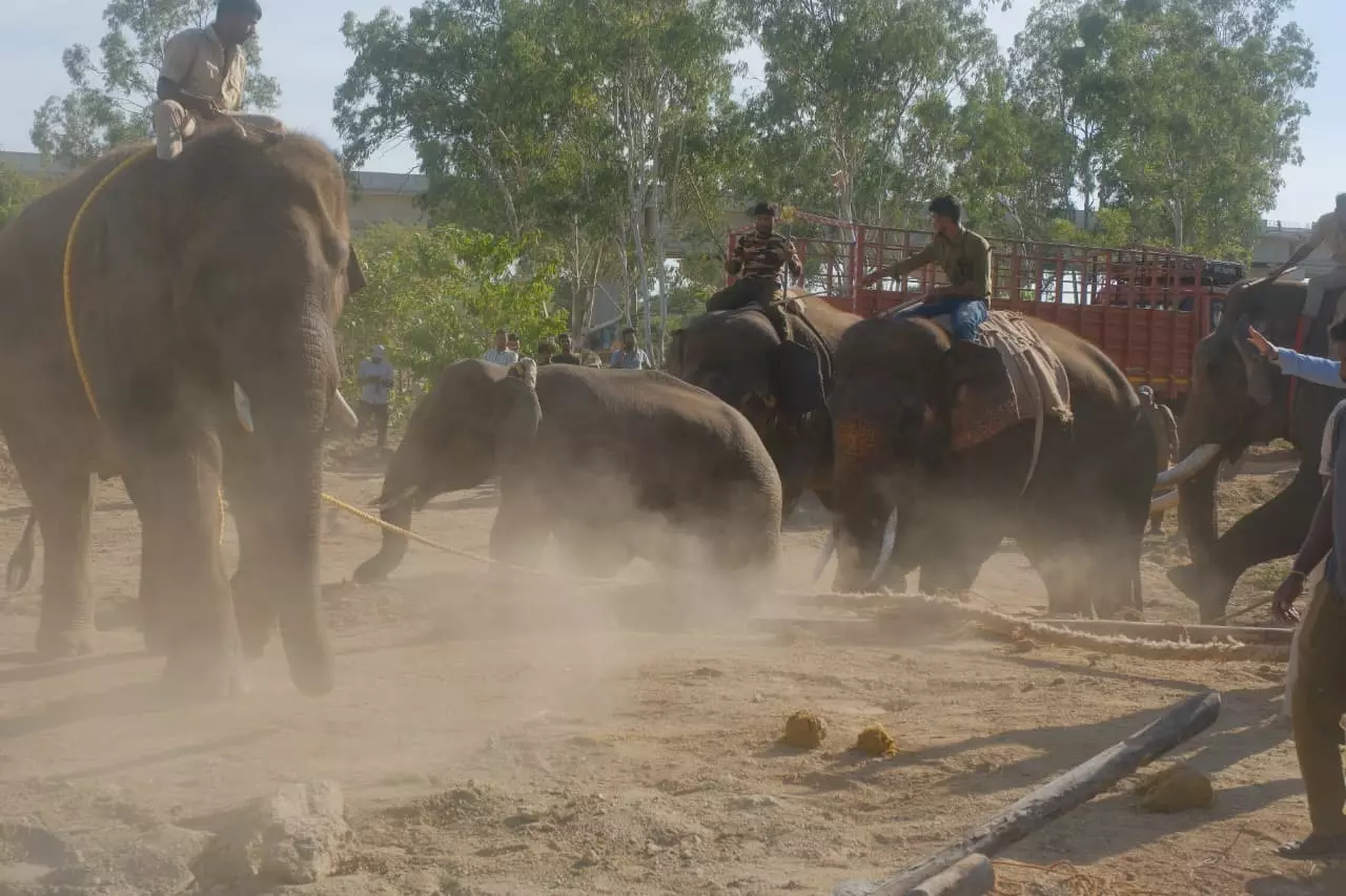 Tusker Keshava’s Chance to Turn From Rogue to Kumki Tusker Keshava’s Chance to Turn From Rogue to Kumki