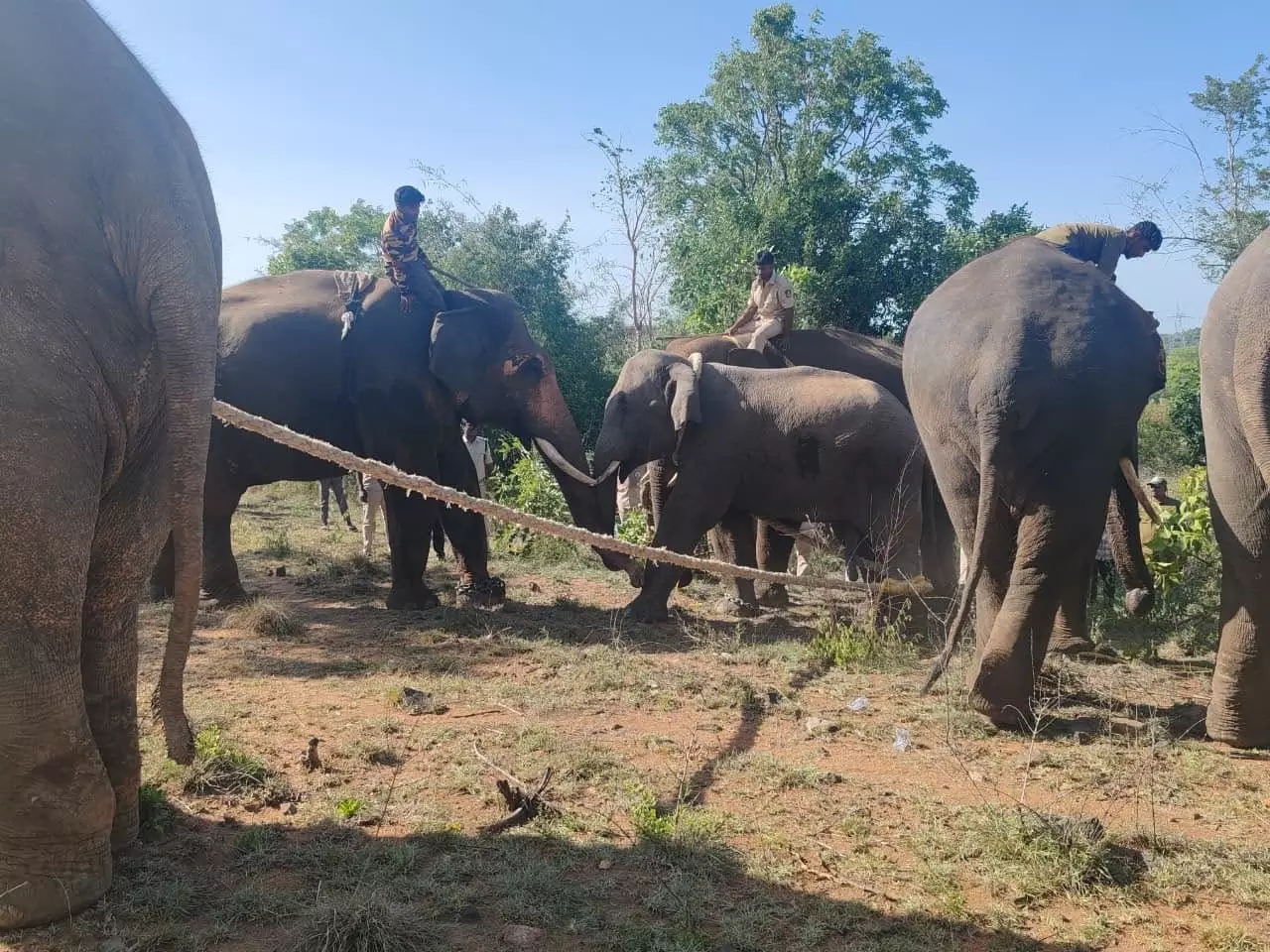 Tusker Keshava’s Chance to Turn From Rogue to Kumki Tusker Keshava’s Chance to Turn From Rogue to Kumki