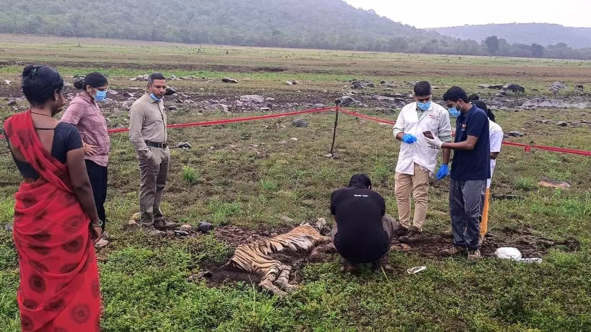 22 Tigers 'Missing' in AP's NSTR Amid Fears of Large-Scale Poaching