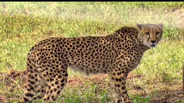 MP: Director, Cheetah Project, Summoned By MP Information Commission In 3 RTI Cases MP: Director, Cheetah Project, Summoned By MP Information Commission In 3 RTI Cases