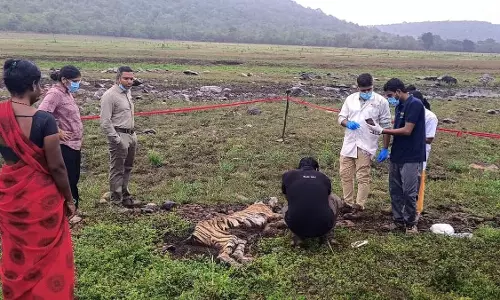 22 Tigers Missing in APs NSTR Amid Fears of Large-Scale Poaching 22 Tigers Missing in APs NSTR Amid Fears of Large-Scale Poaching