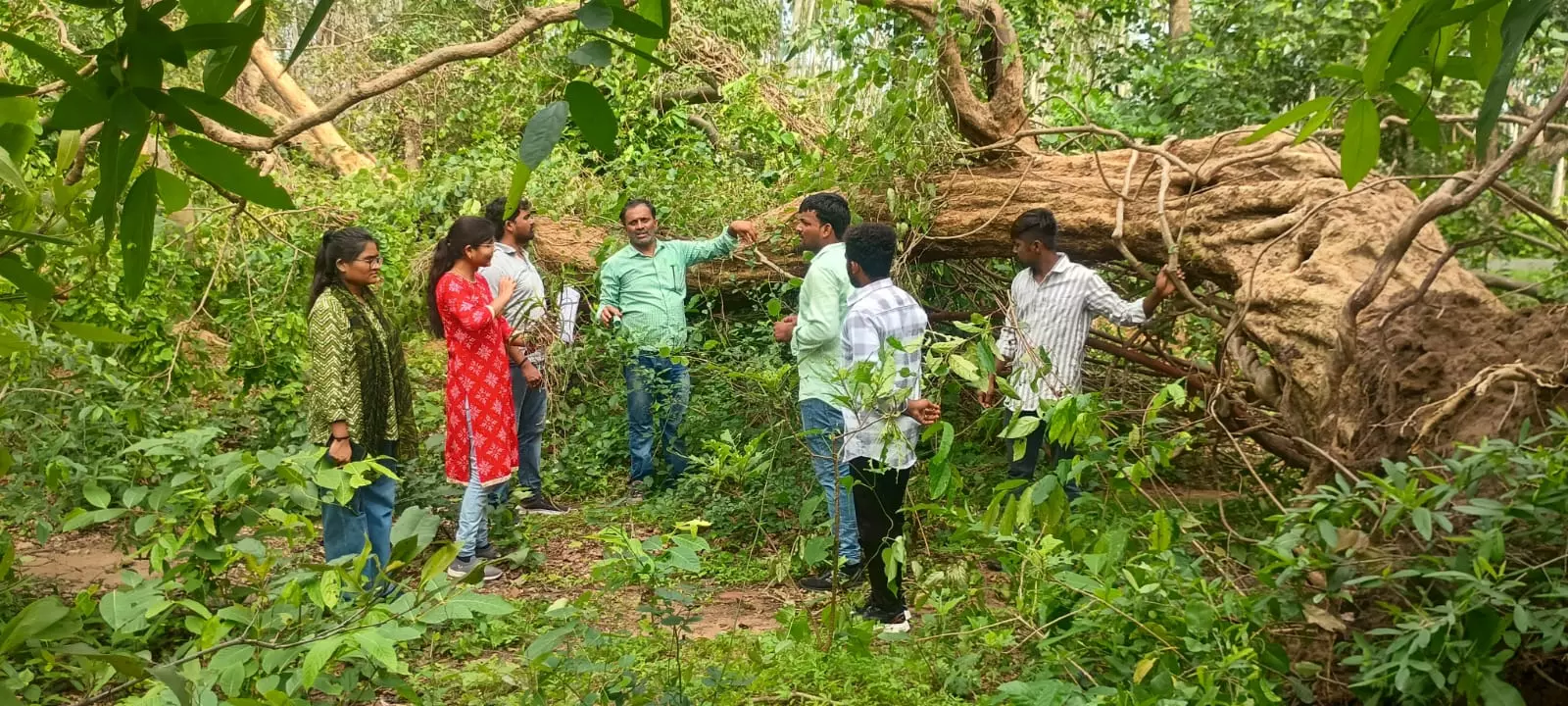KU Researchers Study Tornado-Like Damage Caused in Mulugu Forest KU Researchers Study Tornado-Like Damage Caused in Mulugu Forest