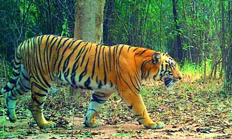 Tiger Movement Triggers Scare at Devarshola Tiger Movement Triggers Scare at Devarshola