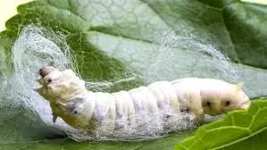 Forest, Horticulture Officials Clash Over Sericulture