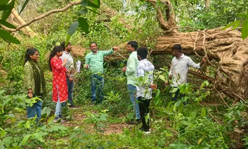 KU Researchers Study Tornado-Like Damage Caused in Mulugu Forest KU Researchers Study Tornado-Like Damage Caused in Mulugu Forest