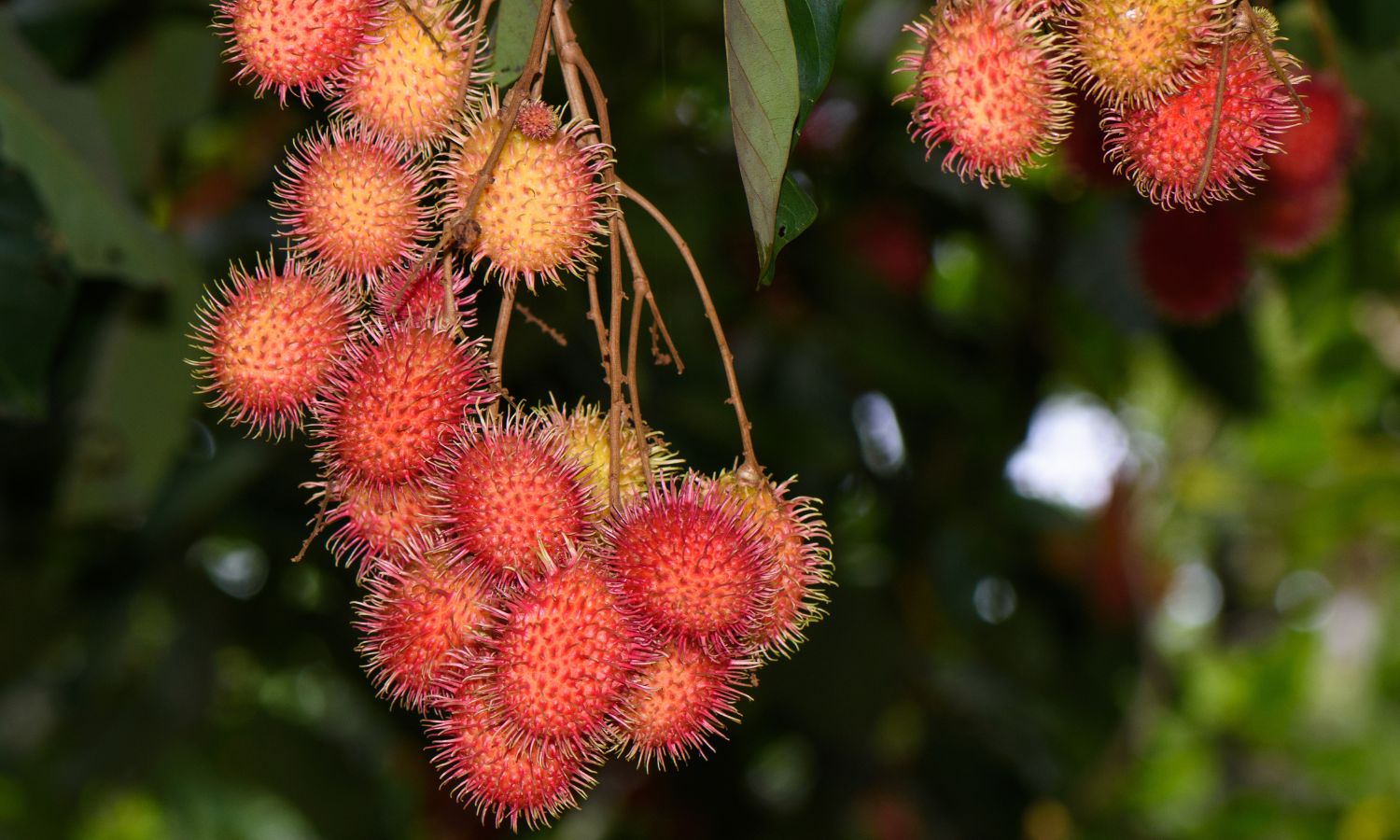 Spiky Red Rambutan Fruit Is the New King in Kerala’s Rubber Belt