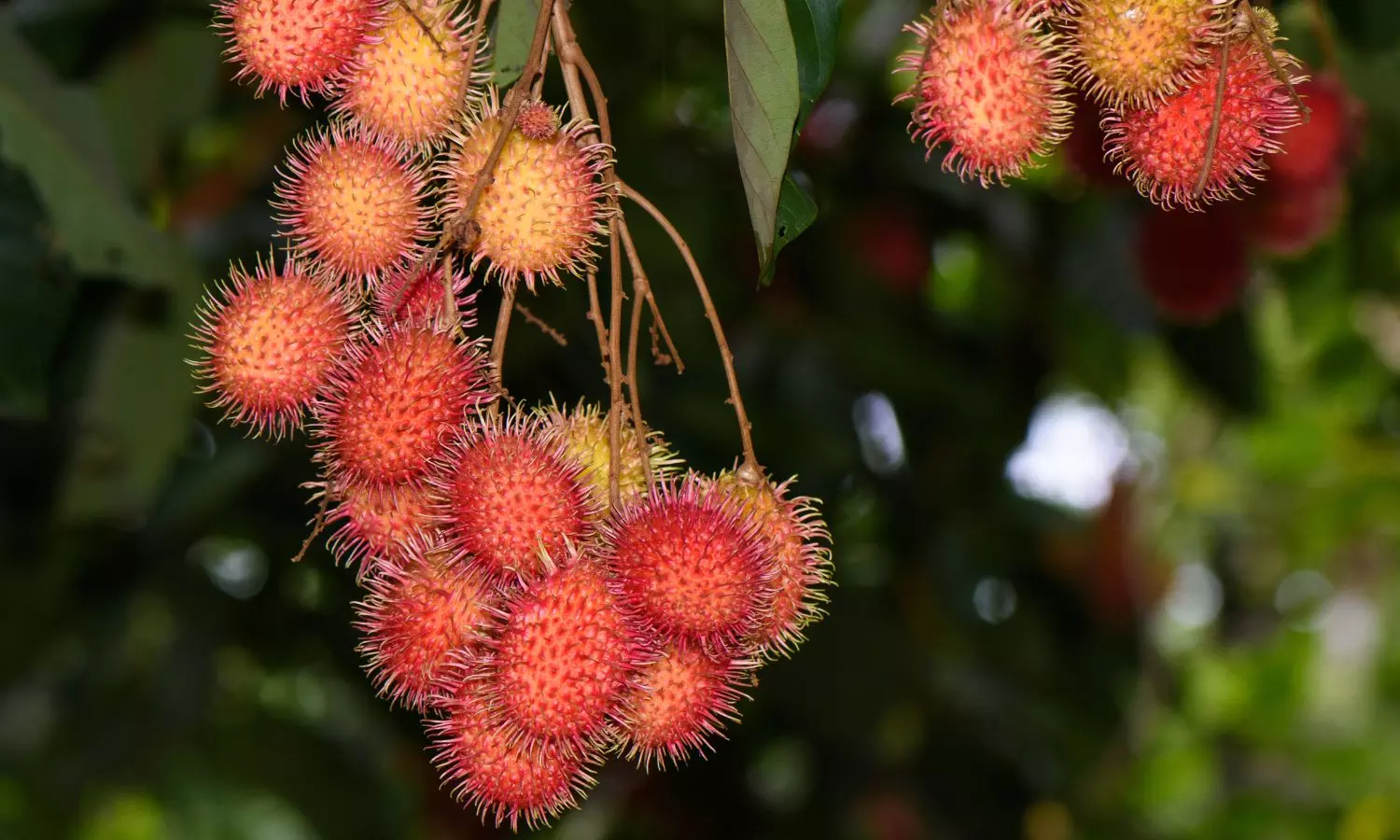 Spiky Red Rambutan Fruit Is the New King in Kerala’s Rubber Belt Spiky Red Rambutan Fruit Is the New King in Kerala’s Rubber Belt