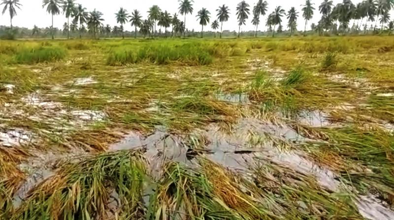 Rains Damage Standing Crops in Karimnagar District