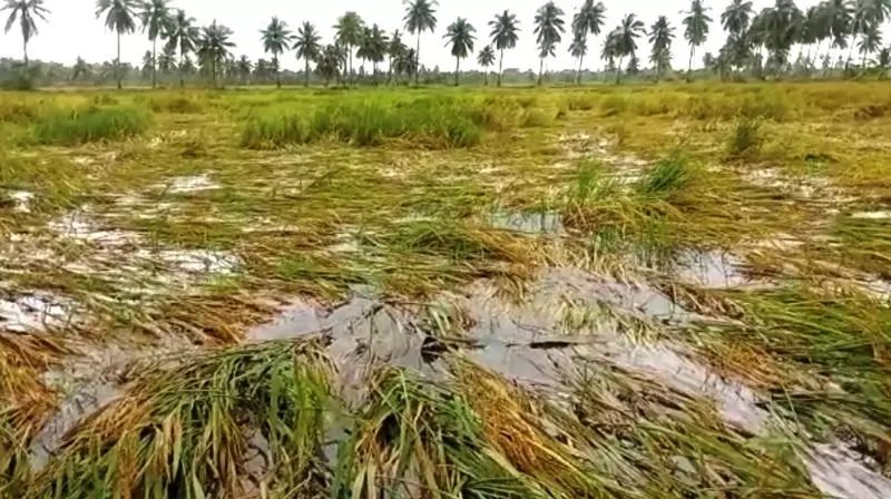 Rains Damage Standing Crops in Karimnagar District Rains Damage Standing Crops in Karimnagar District