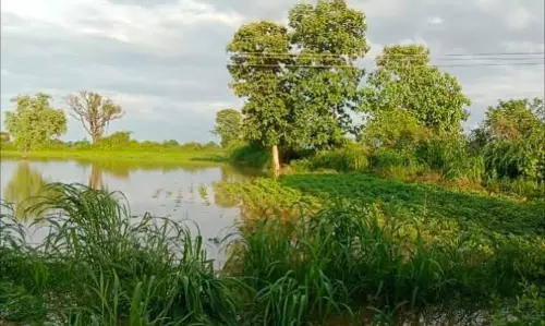 Heavy Rains Revive Crops, Inundate Fields in Parts of Adilabad Heavy Rains Revive Crops, Inundate Fields in Parts of Adilabad