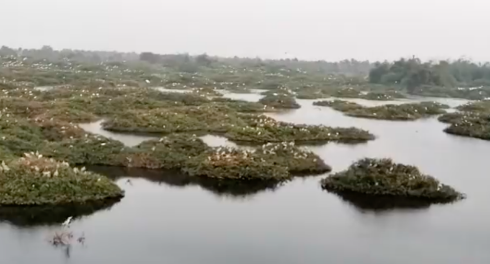 Predatory Fish Removal Underway at Vedanthangal Lake to Protect Birds