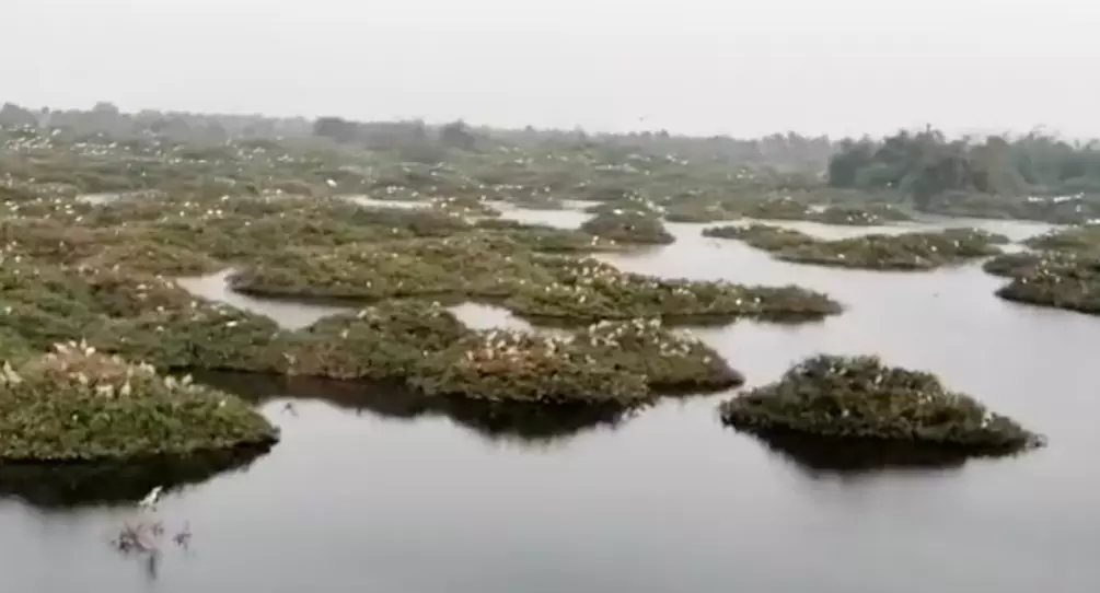 Predatory Fish Removal Underway at Vedanthangal Lake to Protect Birds Predatory Fish Removal Underway at Vedanthangal Lake to Protect Birds
