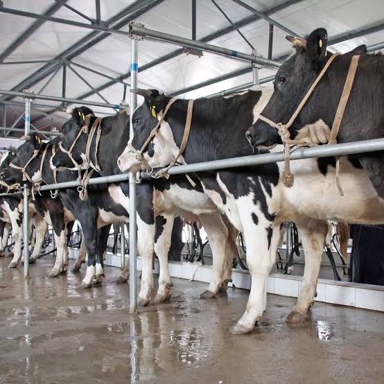 Dairy Industry Neglected During Jagan Rule, Reveal Statistics In LS Question Hour
