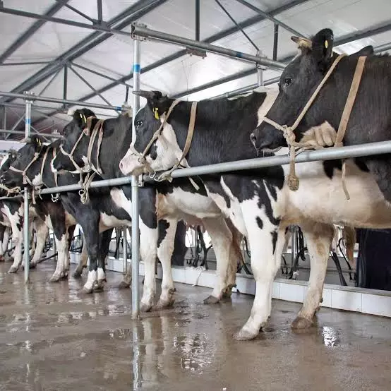 Dairy Industry Neglected During Jagan Rule, Reveal Statistics In LS Question Hour Dairy Industry Neglected During Jagan Rule, Reveal Statistics In LS Question Hour