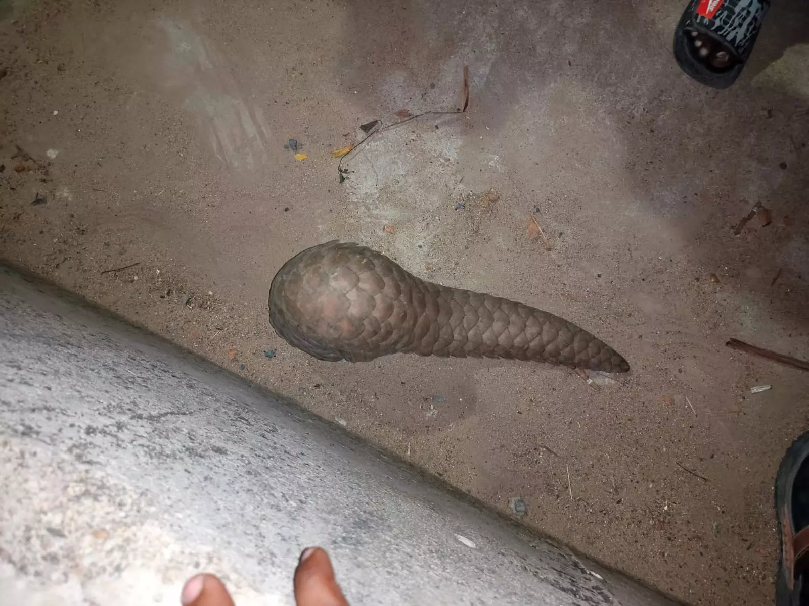 Rare Pangolin Spotted in Kamalapuram, Handed Over to Forest Officials Rare Pangolin Spotted in Kamalapuram, Handed Over to Forest Officials