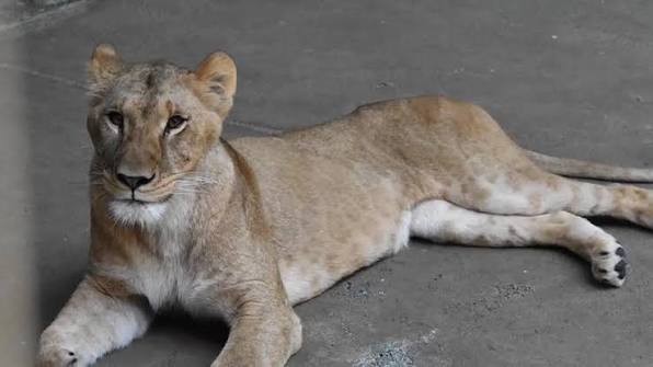 Suspected Heatstroke Kills Three Lions At Japan Zoo