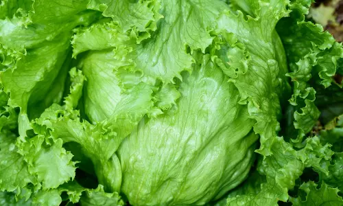 US Cyclosporiasis Probe Linked To Lettuce Widens To 15 States