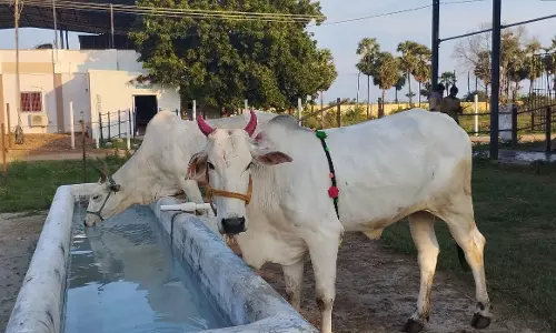 National Kamadhenu Cattle Breeding Centre in Nellore to Get Sustained Water Supply