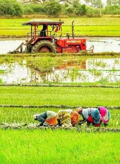 Despite Record Prices, Farmers Say No Profit As Paddy Production Falls Despite Record Prices, Farmers Say No Profit As Paddy Production Falls