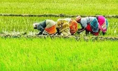 Nilgiris Farmers Welcome Organic Farming, Millet Schemes in TN Agri Budget Nilgiris Farmers Welcome Organic Farming, Millet Schemes in TN Agri Budget