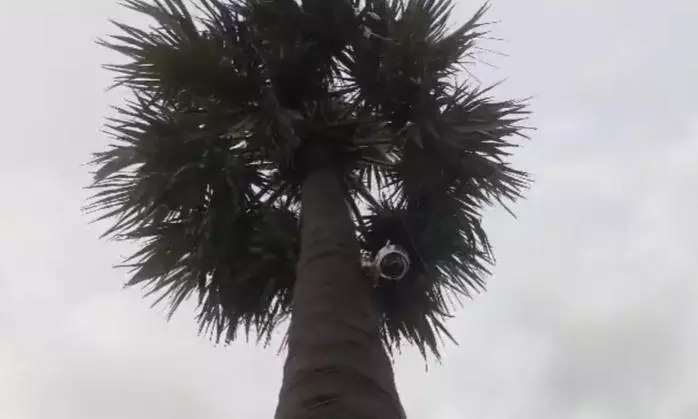 Yadadri Toddy Tapper Installs CCTV on Palm Tree to Prevent Theft Yadadri Toddy Tapper Installs CCTV on Palm Tree to Prevent Theft