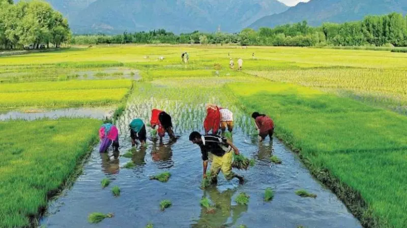 Thanjavur Farmer Bodies Find Nothing To Cheer About TN Agri Budget Thanjavur Farmer Bodies Find Nothing To Cheer About TN Agri Budget