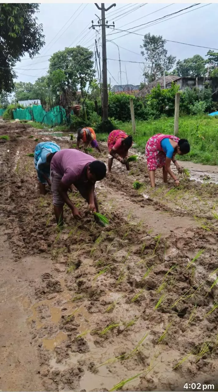 Protesting Villagers Plant Paddy Over Potholed Road in Seethakka’s Constituency Protesting Villagers Plant Paddy Over Potholed Road in Seethakka’s Constituency