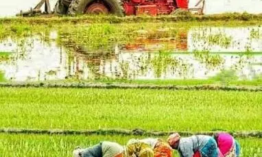 Despite Record Prices, Farmers Say No Profit As Paddy Production Falls