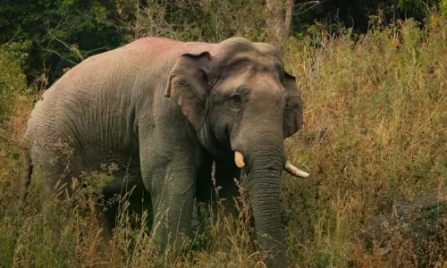 Hemmed In, Jumbos May Be Going Back To Their Traditional Home Range Hemmed In, Jumbos May Be Going Back To Their Traditional Home Range
