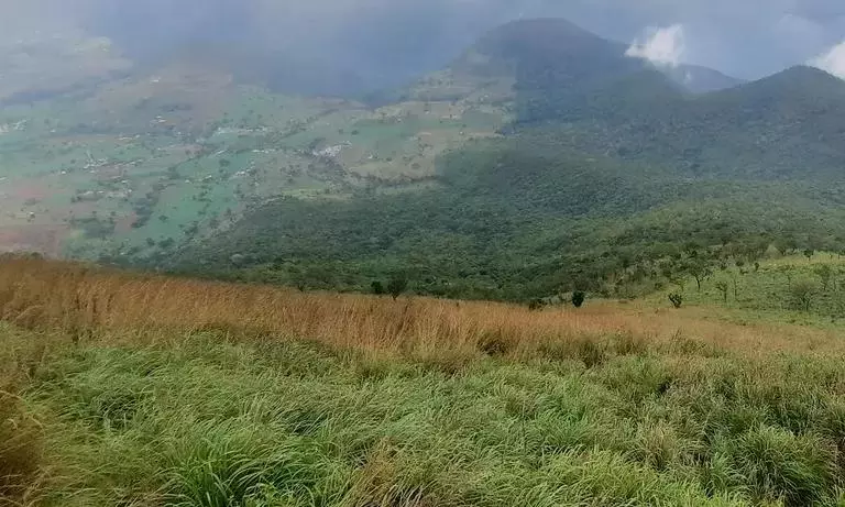 Farmer Trampled to Death by Elephant in Sathyamangalam Forest Farmer Trampled to Death by Elephant in Sathyamangalam Forest