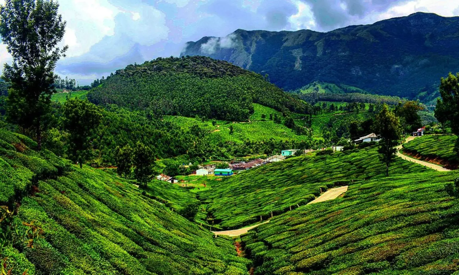 Kerala Forest Dept to launch Atma brand of tea, coffee from own plantations Kerala Forest Dept to launch Atma brand of tea, coffee from own plantations