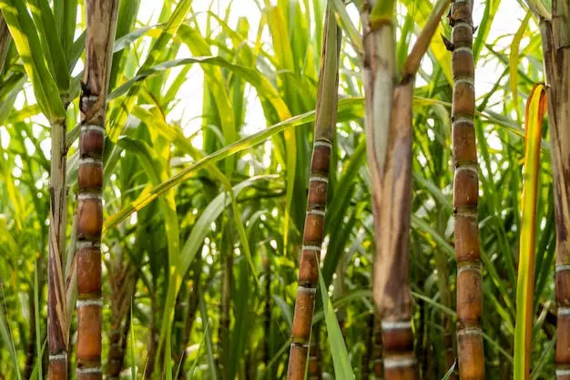 India May Cut Cane Use for Ethanol as Sugar Prices Hit Record Highs India May Cut Cane Use for Ethanol as Sugar Prices Hit Record Highs