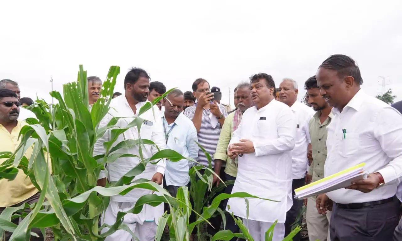 MB Patil Seeks Scientific Report On Crop Damage In Vijayapura MB Patil Seeks Scientific Report On Crop Damage In Vijayapura