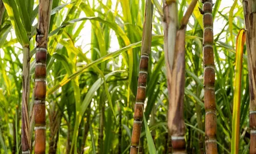 India May Cut Cane Use for Ethanol as Sugar Prices Hit Record Highs