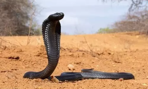 3 Tribal Girls Die After Venomous Snake Bites 6 At Gadchiroli Ashram School
