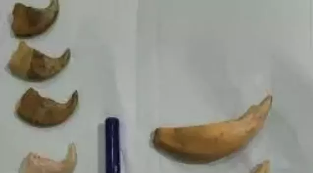 3 Held in Andhra for Possessing Tiger Nails 3 Held in Andhra for Possessing Tiger Nails