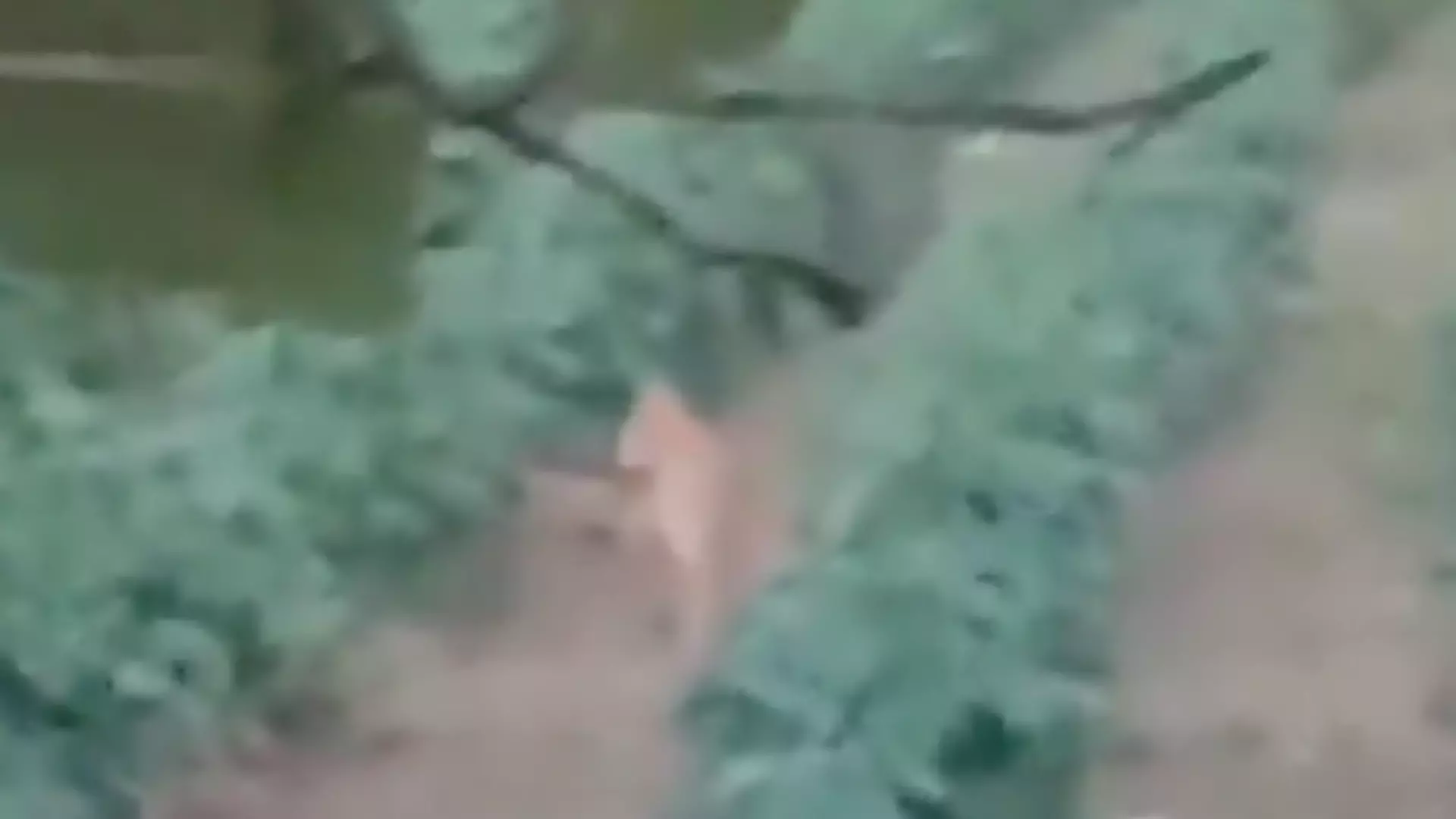 Tiger, Cub Sighted in Adilabad Villages Tiger, Cub Sighted in Adilabad Villages