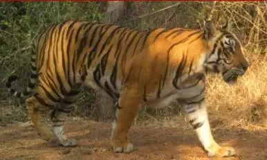 No Safety Even For Tigers: Another Big Cat Death Surfaces In Nallamala No Safety Even For Tigers: Another Big Cat Death Surfaces In Nallamala