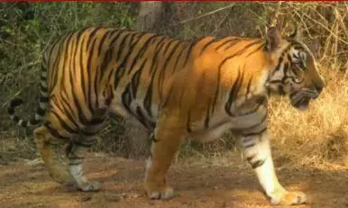 Tiger Caught on Camera in Markapuram after Cattle Attack