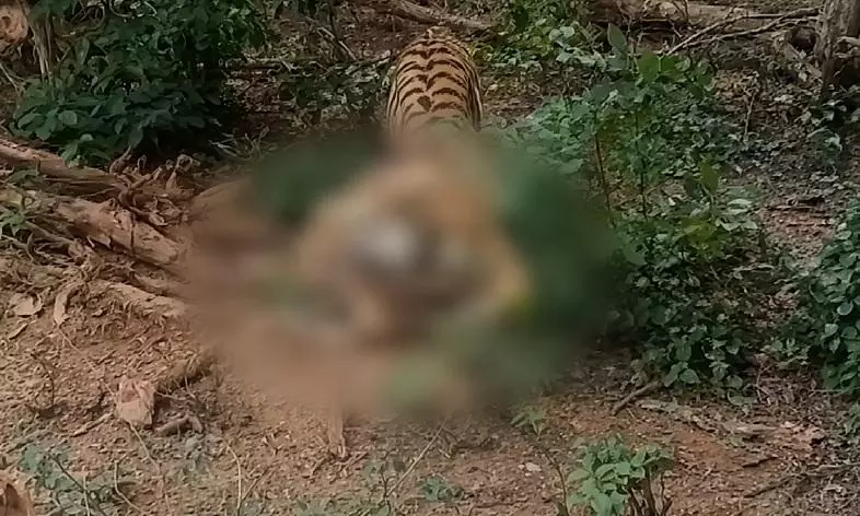 Tiger Hunts Deer At Nandankanan Zoo, Dramatic Encounter Captured On Camera Tiger Hunts Deer At Nandankanan Zoo, Dramatic Encounter Captured On Camera