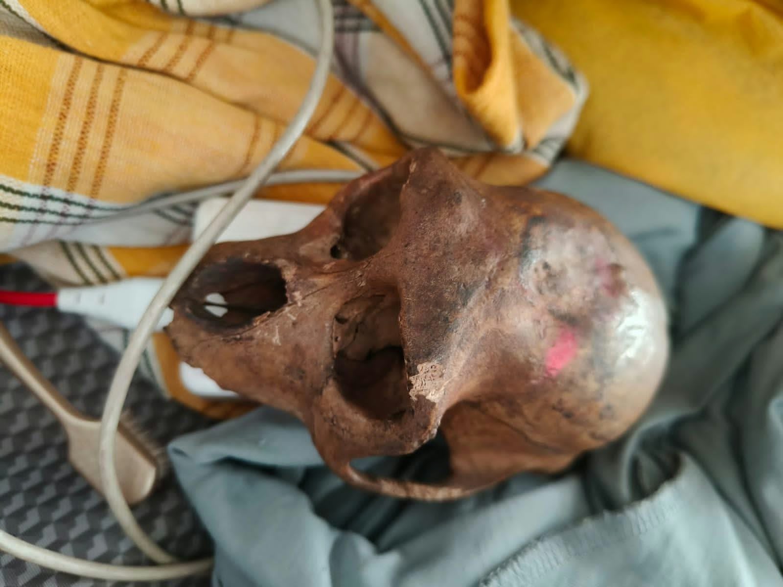 Monkey Skull Found in Passenger's Handbag at Delhi Airport