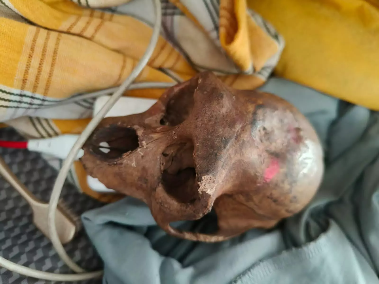 Monkey Skull Found in Hyd Flyer’s Baggage Monkey Skull Found in Hyd Flyer’s Baggage
